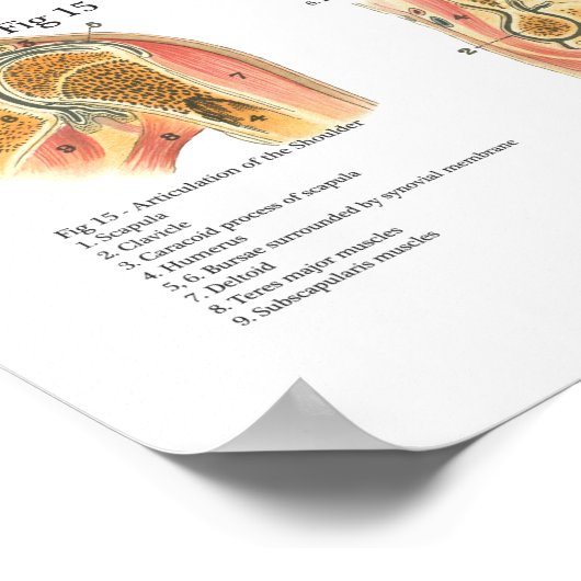 筋肉と関節の解剖図 ポスター (角)