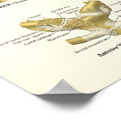 筋肉と靭帯の肩の解剖学ポスター ポスター (角)