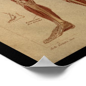 筋肉の内部ヴィンテージヒト解剖学プリント ポスター (角)