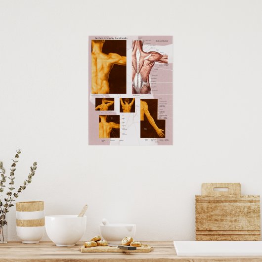 筋肉の表面の解剖学のポスター背中と肩 ポスター (キッチン)