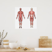 筋肉システムのラベルなしポスター ポスター (キッチン)