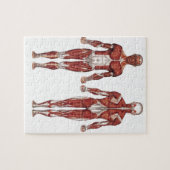 筋肉システム、前部および背部 ジグソーパズル (横)