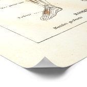 筋肉フランスの解剖学ヴィンテージ図1800の図 ポスター (角)