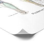 筋肉解剖学ポスター深い層 ポスター (角)