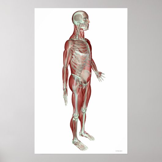 筋骨格系3 ポスター (正面)