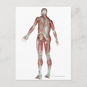 筋骨格系5 ポストカード (正面)