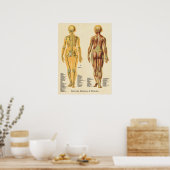 筋骨格解剖チャート女性 ポスター (キッチン)