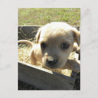 箱の中で軽く ポストカード