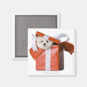 箱の中の子犬 マグネット (正面/裏面)