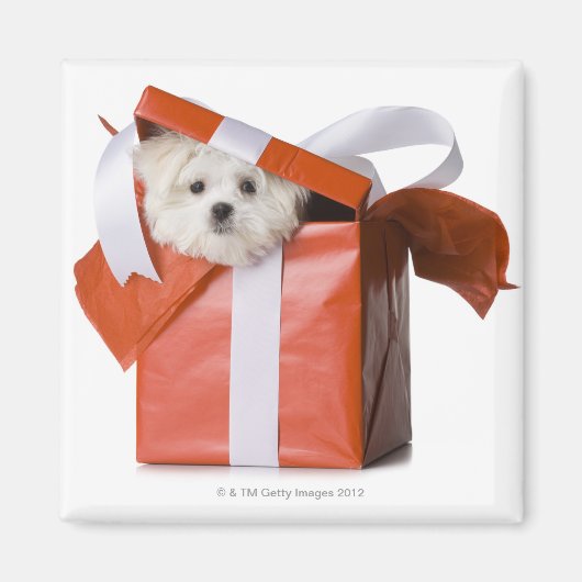 箱の中の子犬 マグネット (正面)