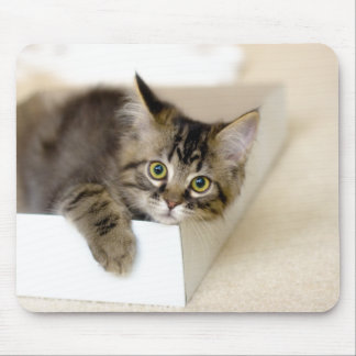 箱の中の子猫 マウスパッド