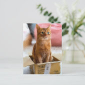 箱の中の猫かわいい子ネコのデジタルアート ポストカード (スタンド正面)