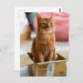 箱の中の猫かわいい子ネコのデジタルアート ポストカード (正面/裏面)