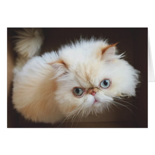 箱の中の猫 (正面横)