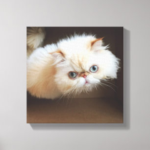 箱の中の猫 キャンバスプリント