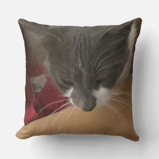 箱の中の猫 クッション (正面)