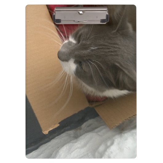 箱の中の猫 クリップボード (正面)