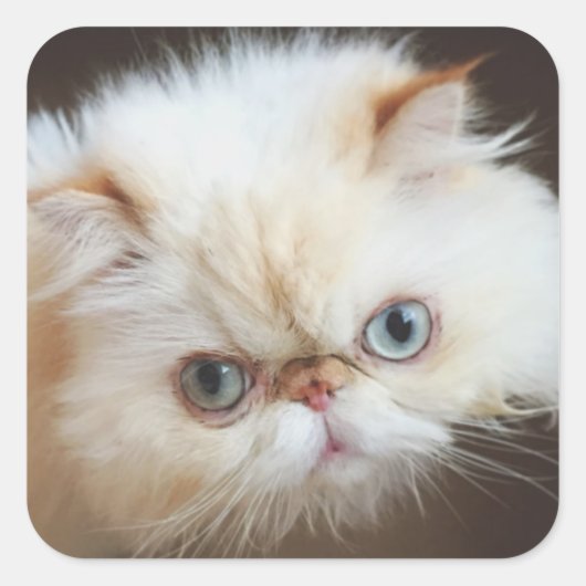 箱の中の猫 スクエアシール (正面)