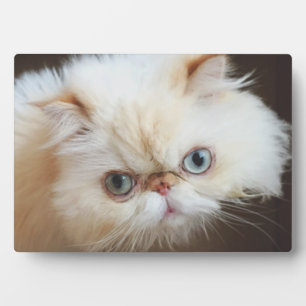 箱の中の猫 フォトプラーク