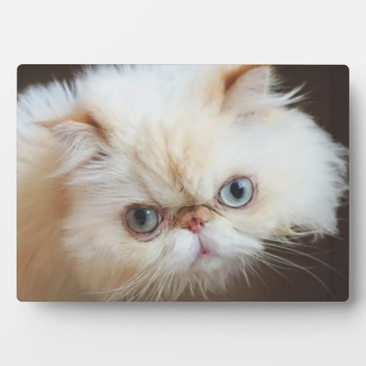 箱の中の猫 フォトプラーク (正面)