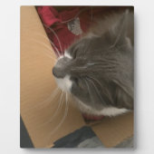 箱の中の猫 フォトプラーク (正面)