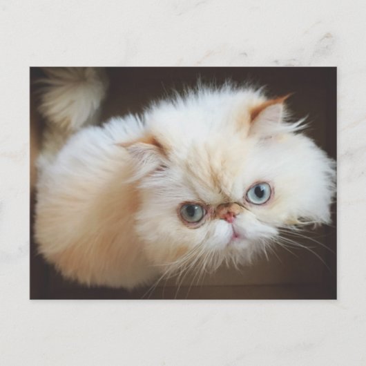 箱の中の猫 ポストカード (正面)