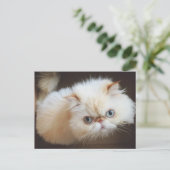 箱の中の猫 ポストカード (スタンド正面)