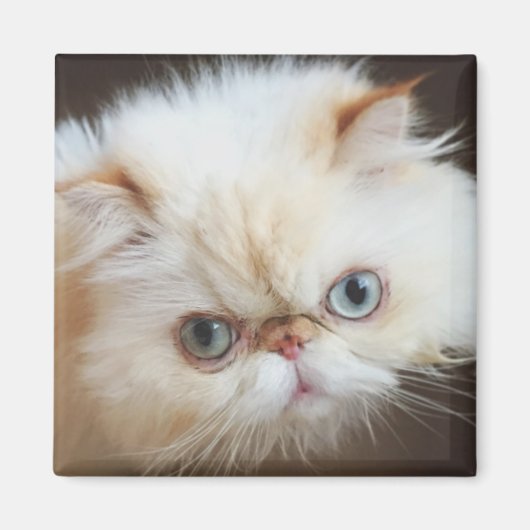 箱の中の猫 マグネット (正面)