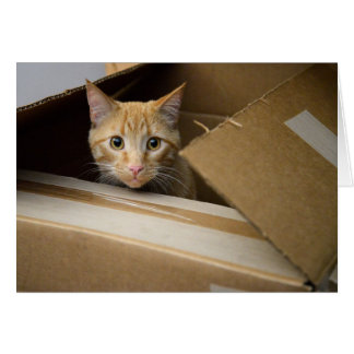 箱の子猫カードのワッフル