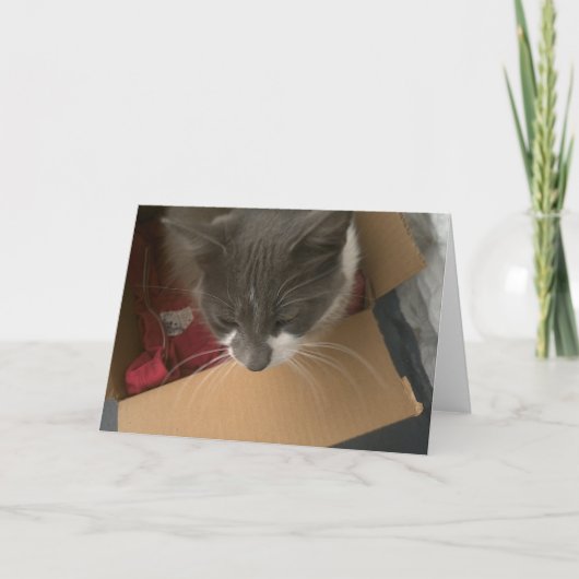 箱の猫 カード (正面)