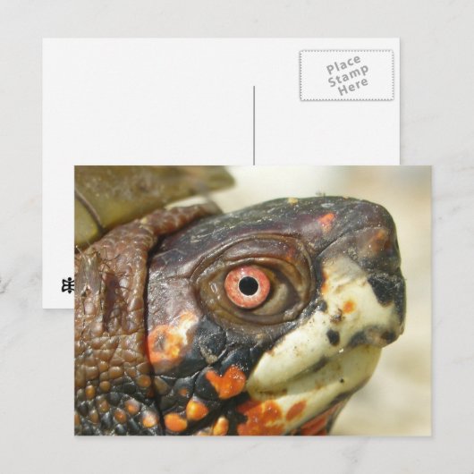 箱亀はがき。 ポストカード (正面/裏面)