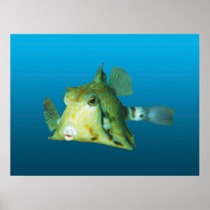 箱魚のクローズアップ！グラデーションの青い背景    ポスター