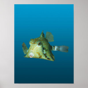 箱魚クローズアップ!グラデーション青背景 ポスター