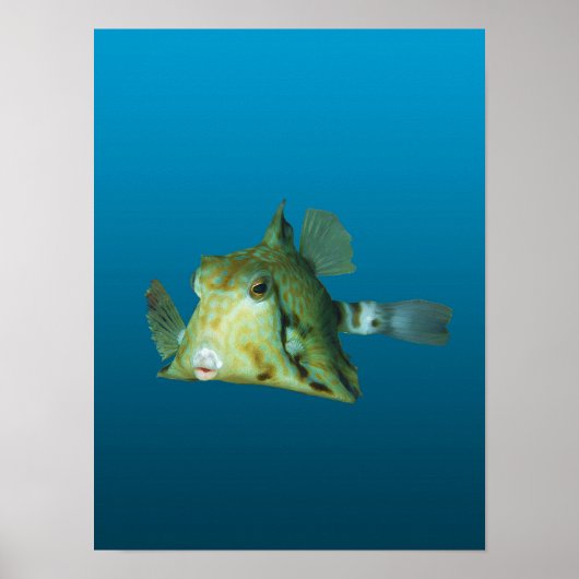 箱魚クローズアップ!グラデーション青背景 | ポスター (正面)