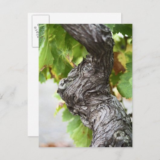 節だらけの非常に古いつる植物の枝 ポストカード (正面/裏面)