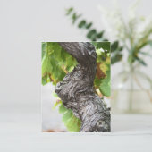 節だらけの非常に古いつる植物の枝 ポストカード (スタンド正面)