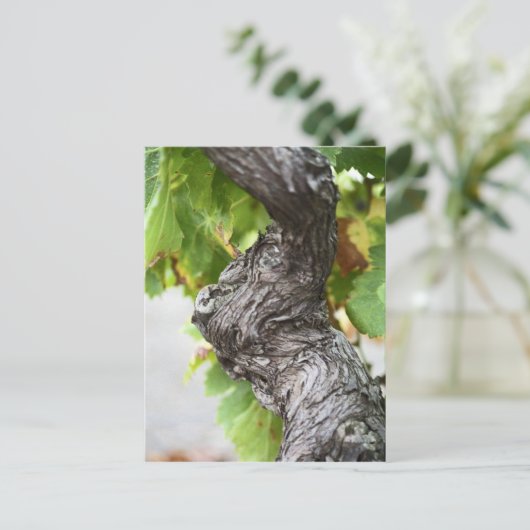 節だらけの非常に古いつる植物の枝 ポストカード (スタンド正面)