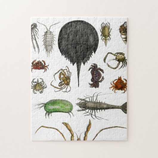 節足動物 ジグソーパズル (縦)