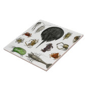 節足動物,昆虫,生物,動物,節足動物 タイル (側面)