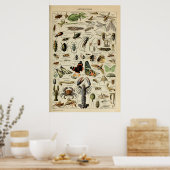 節足動物 – 無脊椎動物のコレクション ポスター (キッチン)