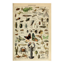 節足動物 – 無脊椎動物のコレクション