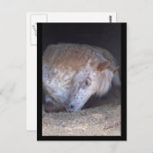 簡単はがき ポストカード (正面/裏面)