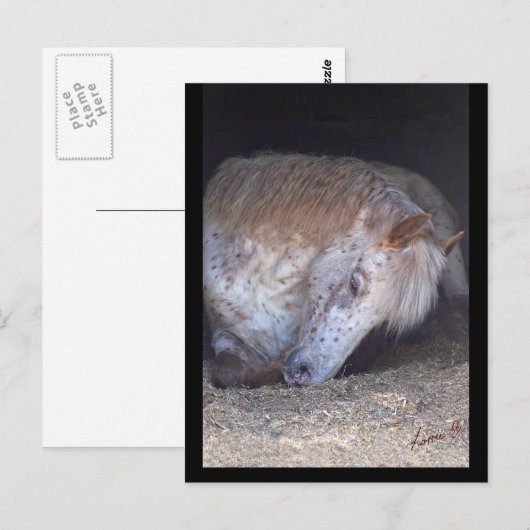 簡単はがき ポストカード (正面/裏面)