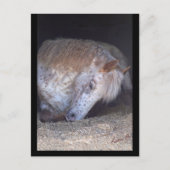 簡単はがき ポストカード (正面)