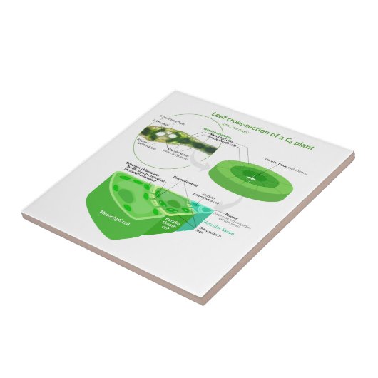 簡単C4光合性の図表 タイル (側面)