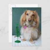 籐のテーブルの上に座っている長髪のダシュント ポストカード (正面/裏面)