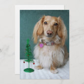 籐のテーブルの上に座っている長髪のダックスフント 招待状 (正面/裏面)