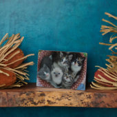 籠の子猫 フォトプラーク (側面)