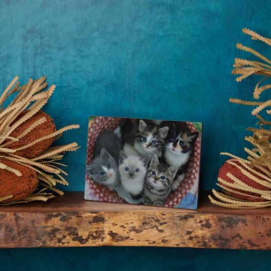 籠の子猫 フォトプラーク (側面)