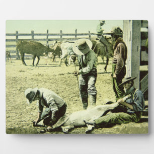 米国のカウボーイブランディングa子牛、c.1900 (写真) フォトプラーク